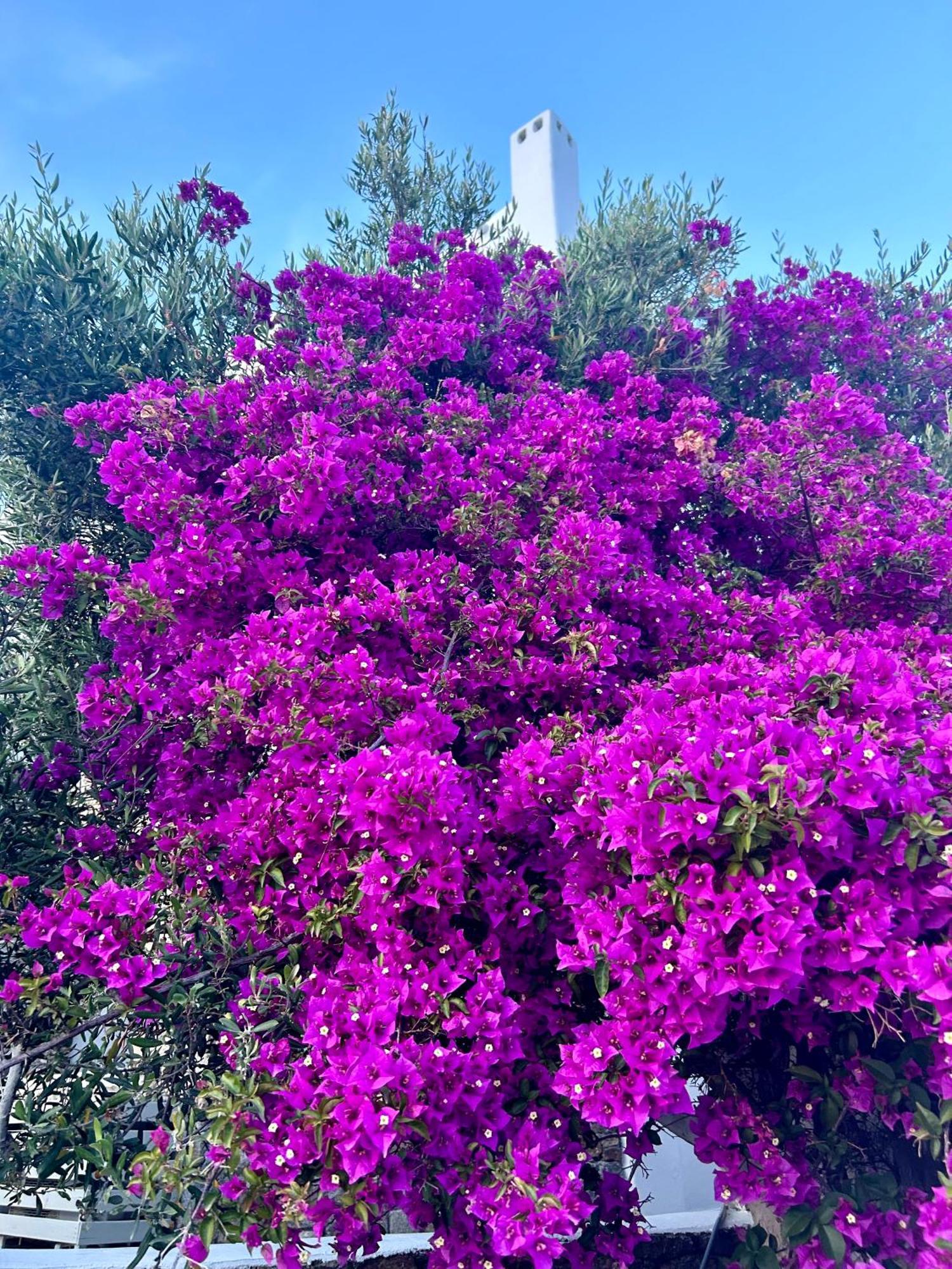 Appart hôtel Paolas Sunset Agios Stefanos (Mykonos)